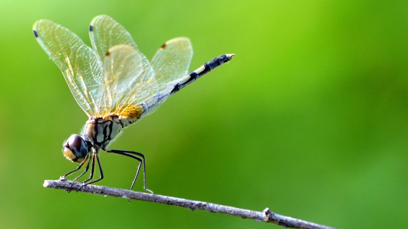 a photo of a dragonfly