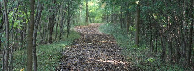 Nature trail with leaves on it.