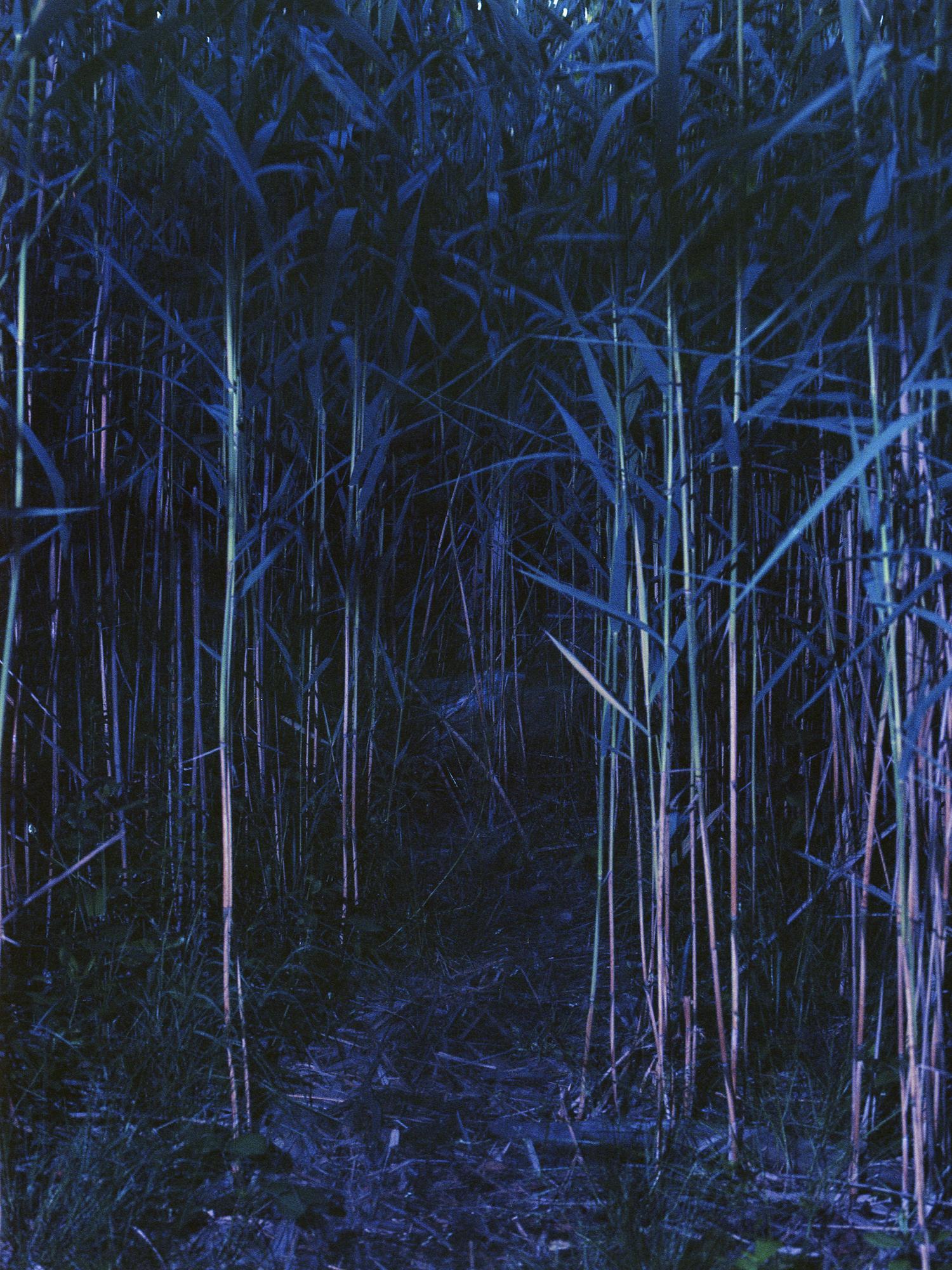 A dark image of tall grass that appears glow-in-the-dark-like.