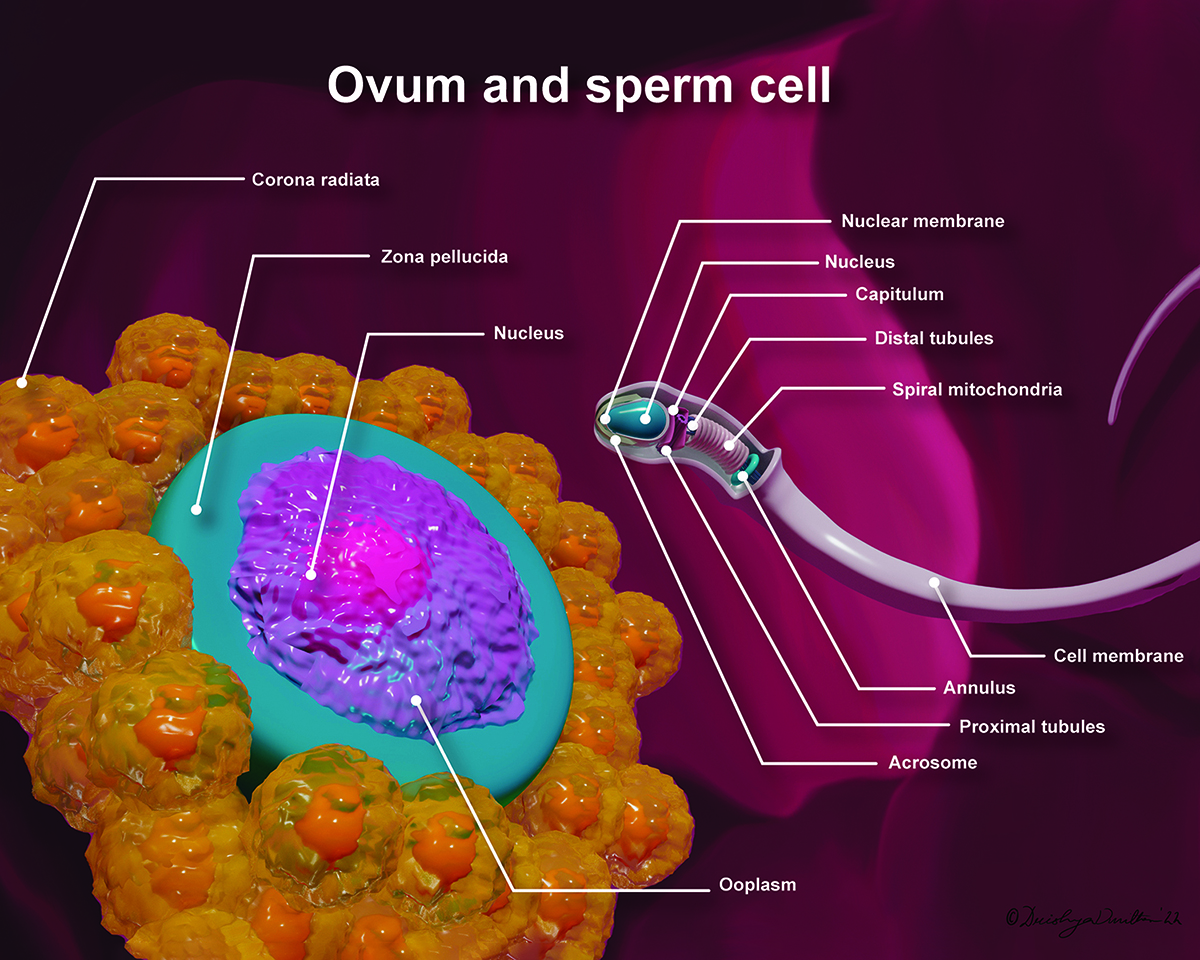 An illustration of ovum and sperm cells.