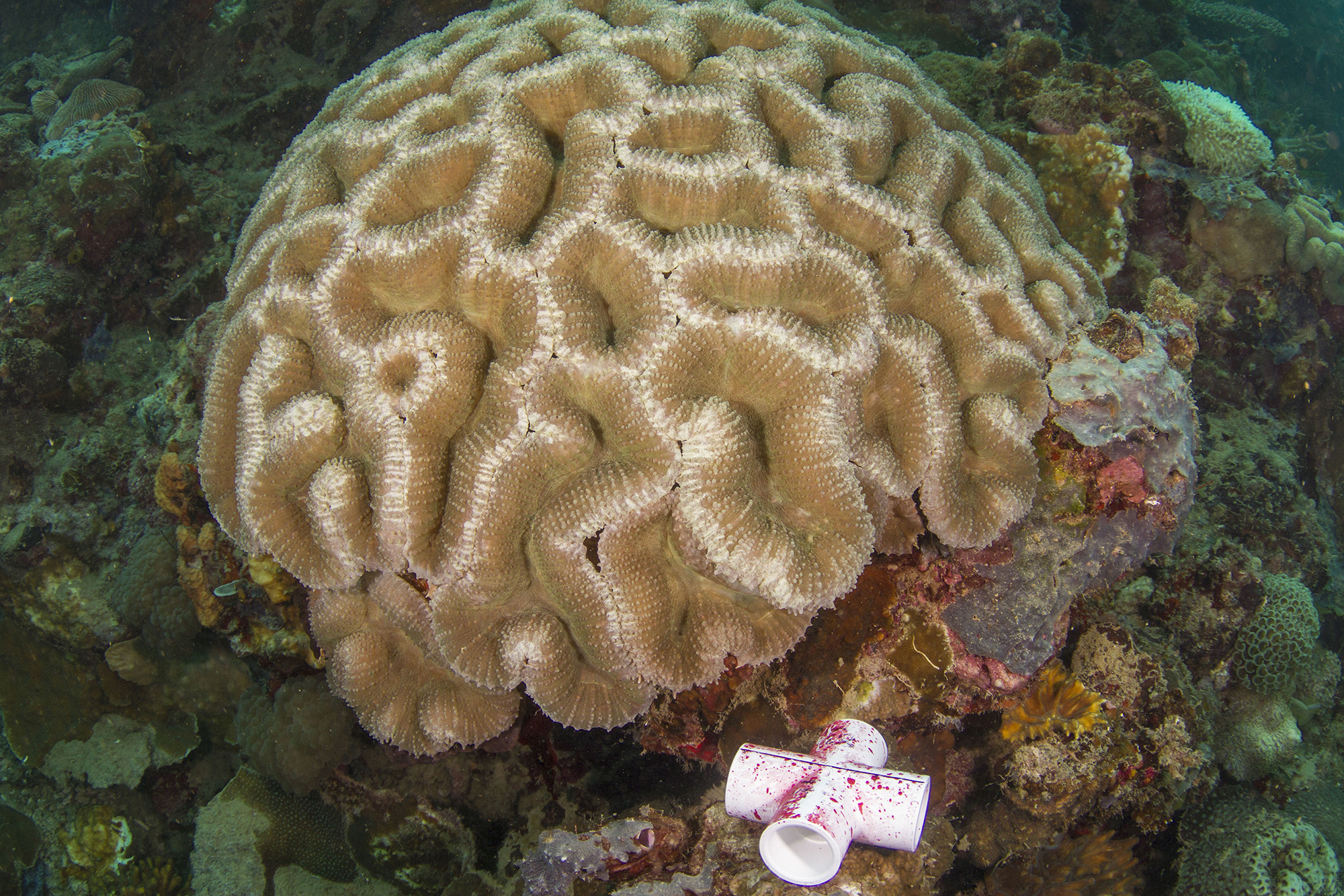 Some rare coral that looks like a brain