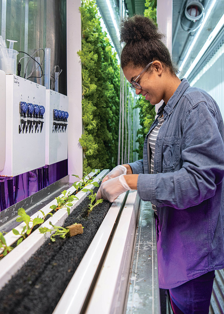 student planting seedlings at hydroponic farm.