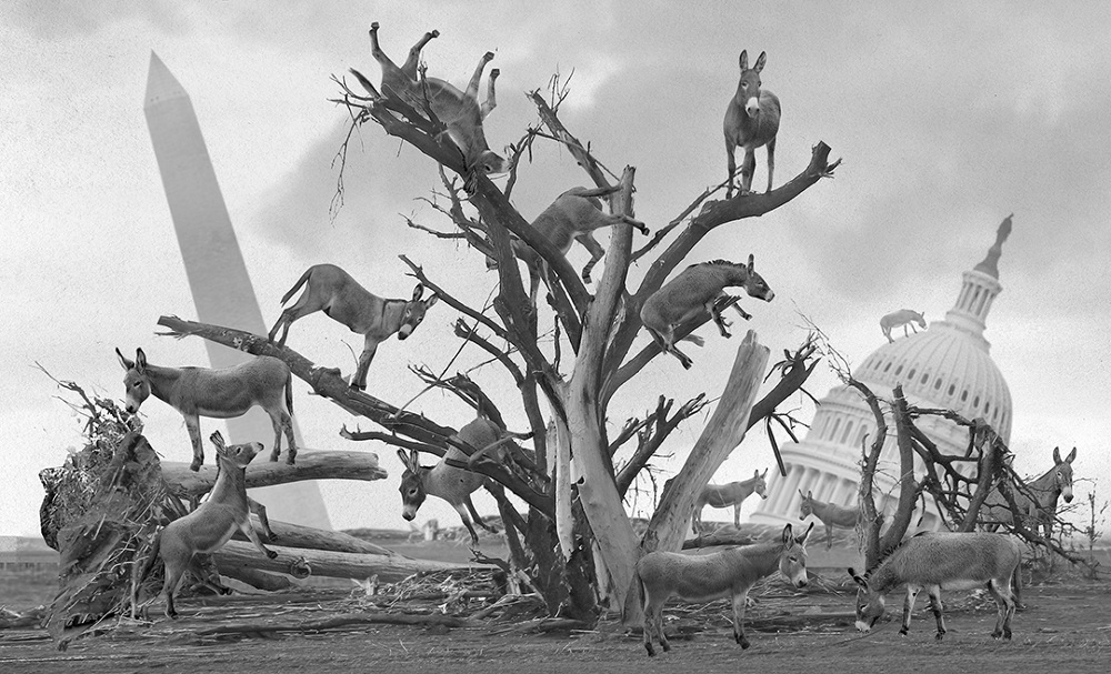 An illustration of donkeys spread out in front of the White House and Washington Monument.