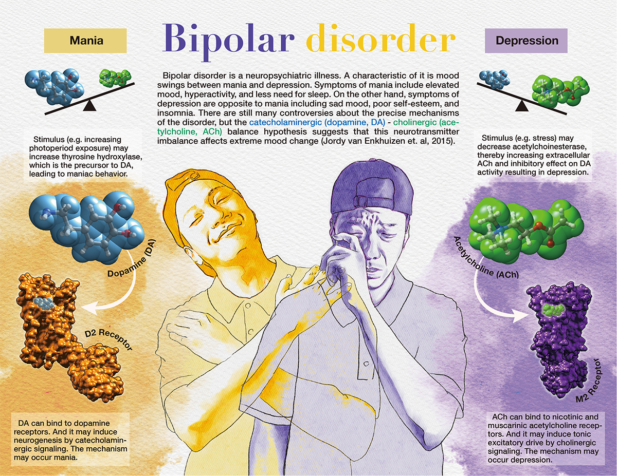 an illustration of bipolar disease.
