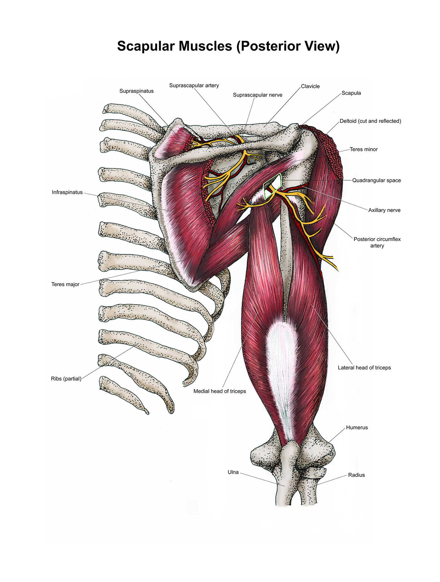 An illustration of scapular muscles.