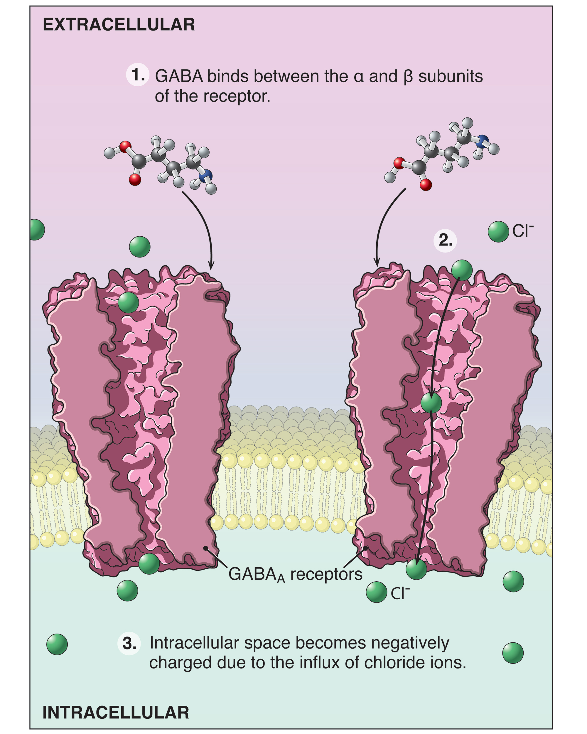 An illustration of cells.