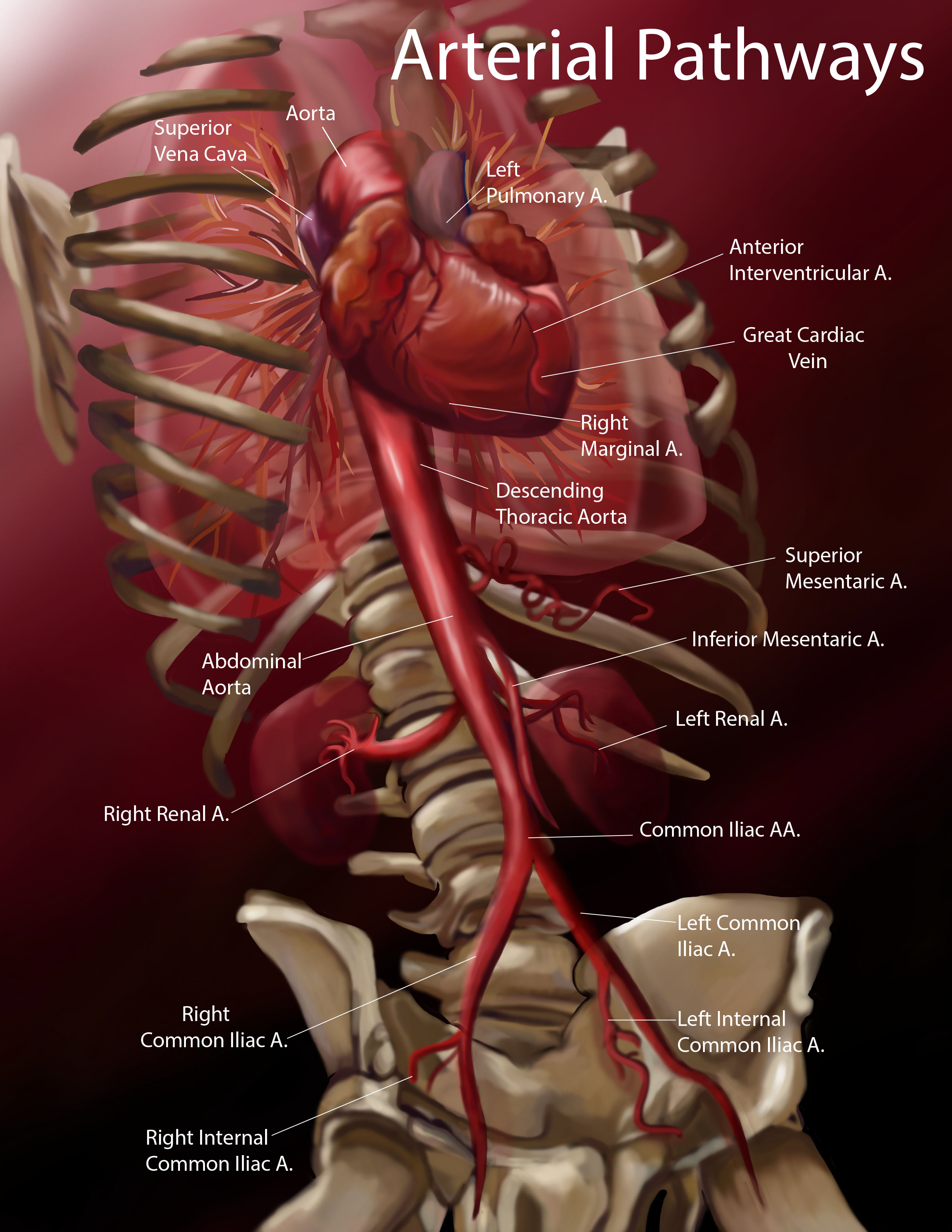 An illustration of arterial pathways.