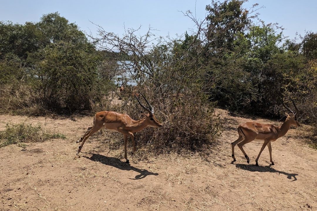 Two Antelope
