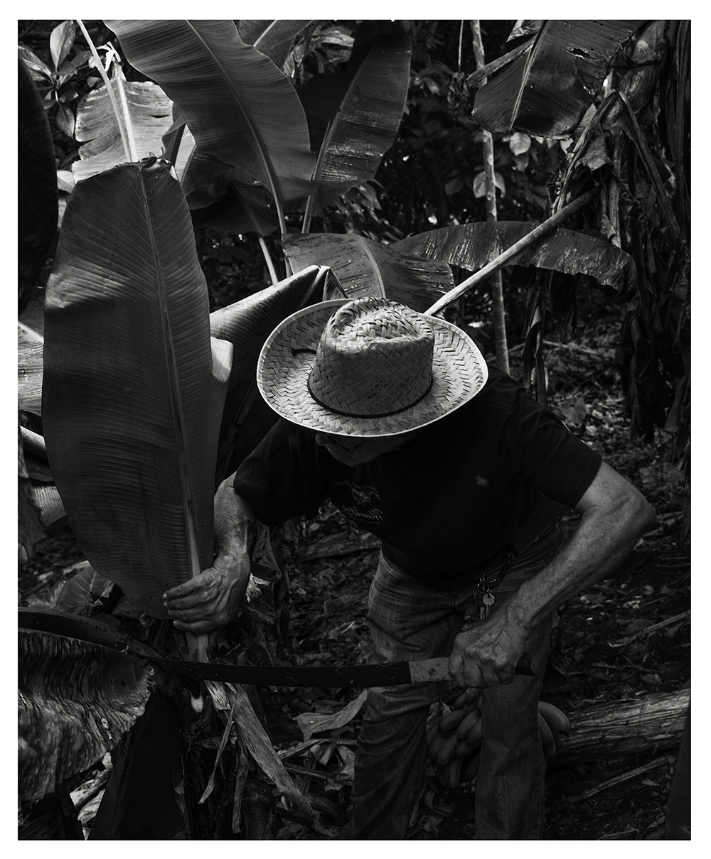 A man cuts a plant with a machete.
