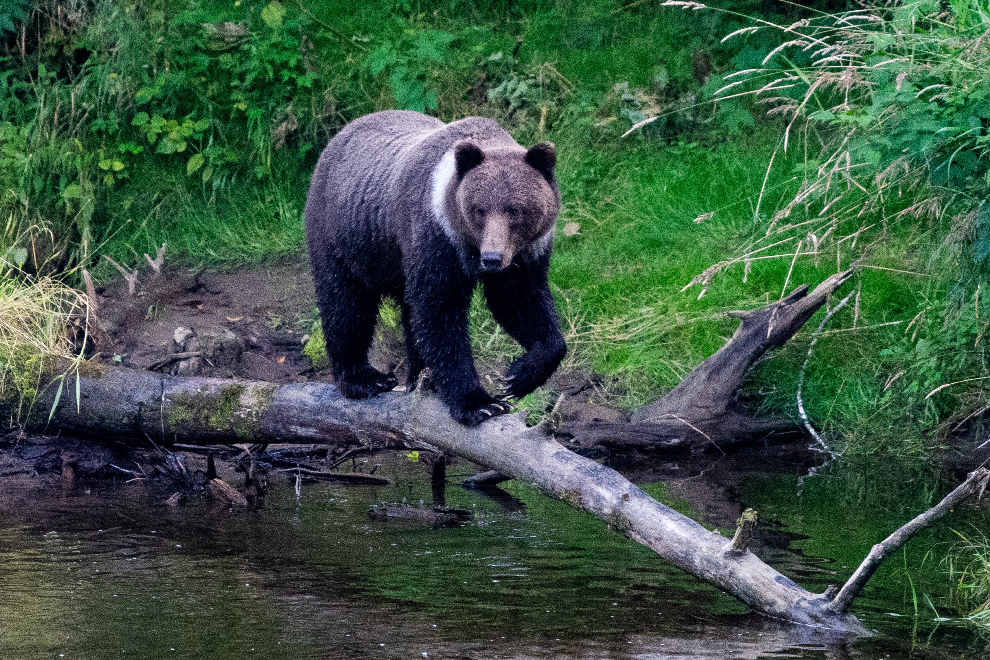 Black bear crossing a stream