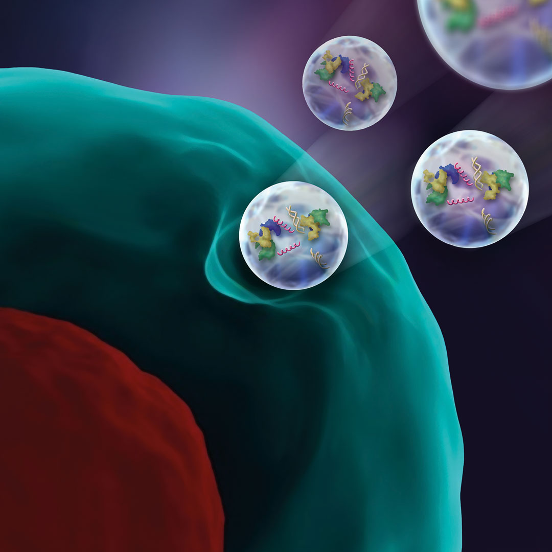 an illustration of cells bumping into a membrane.