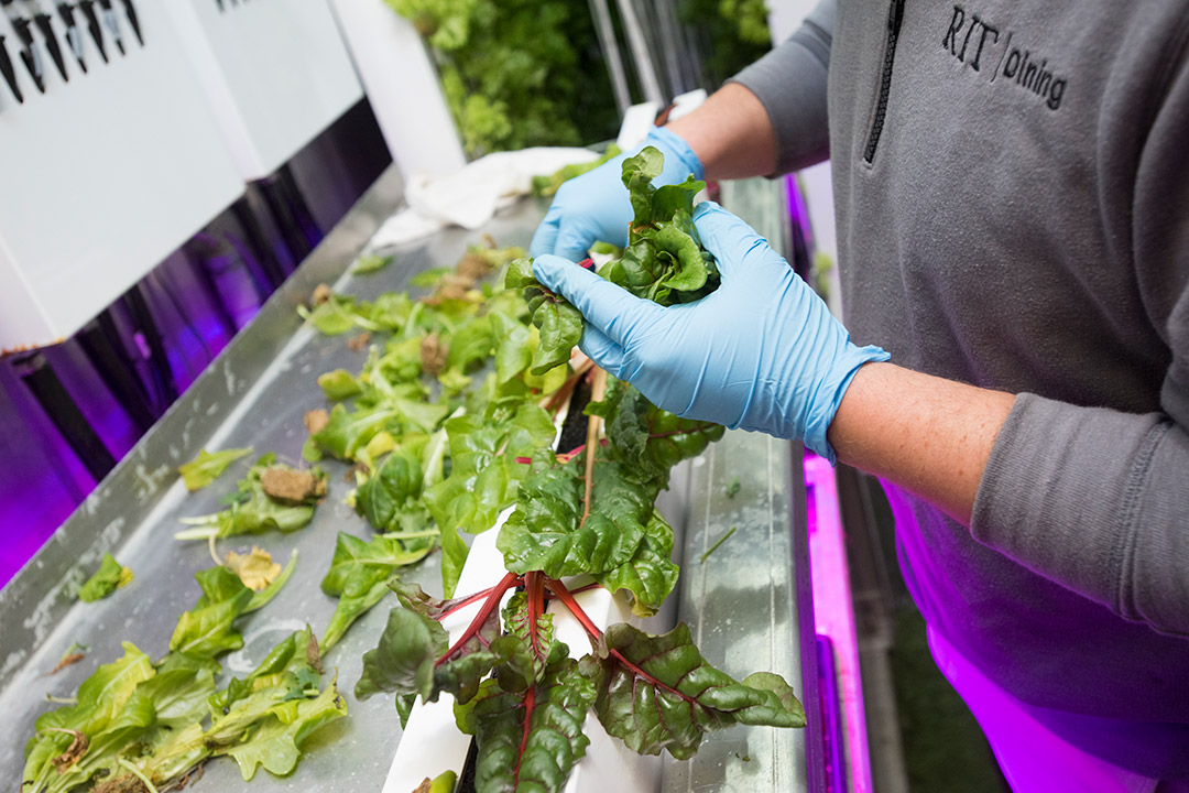 Hands holding hydroponically grown leafy greens.