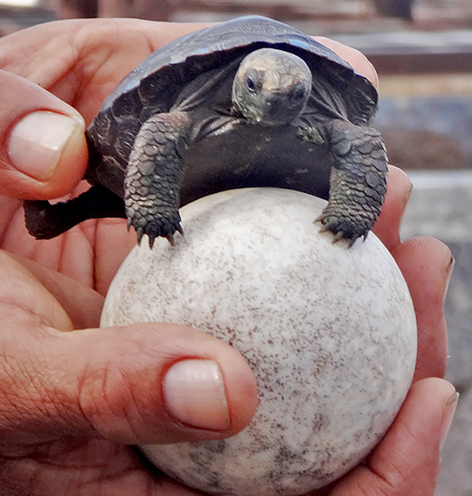 a baby galapagos turtle is shown emerging from its shell which is being held by a human hand.