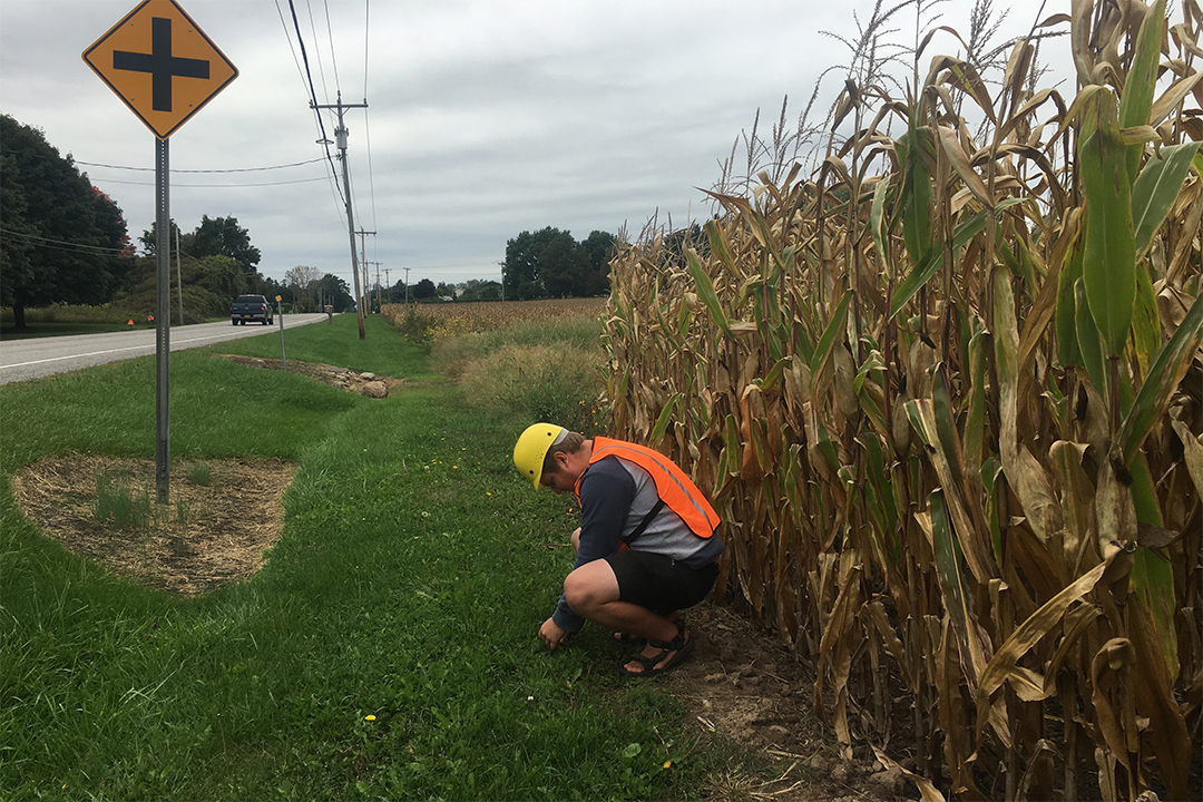 man wearing hard hat and safety vest crouching between a field of corn and a road.