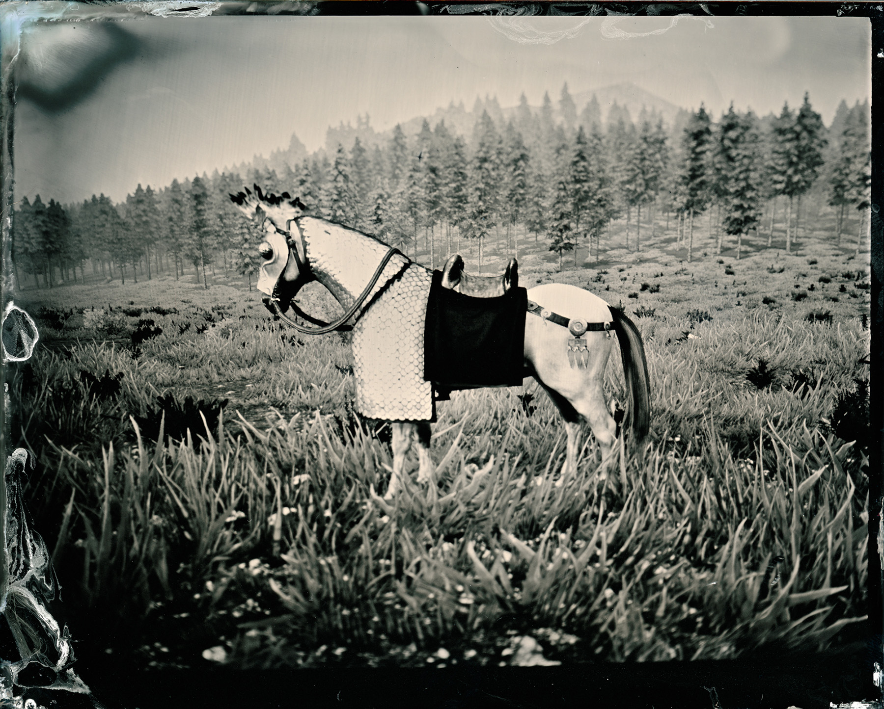 A black-and-white horse in a field.