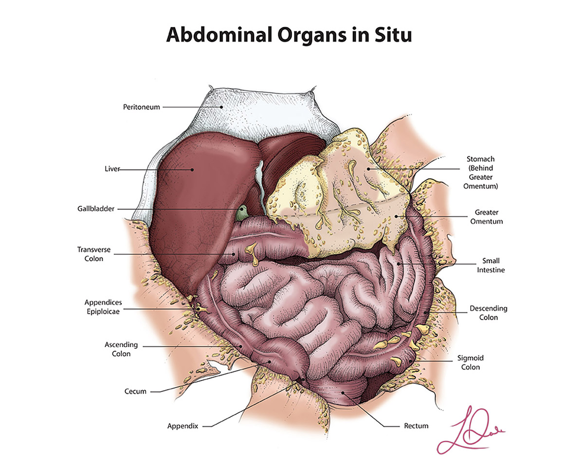 An illustration of abdominal organs.