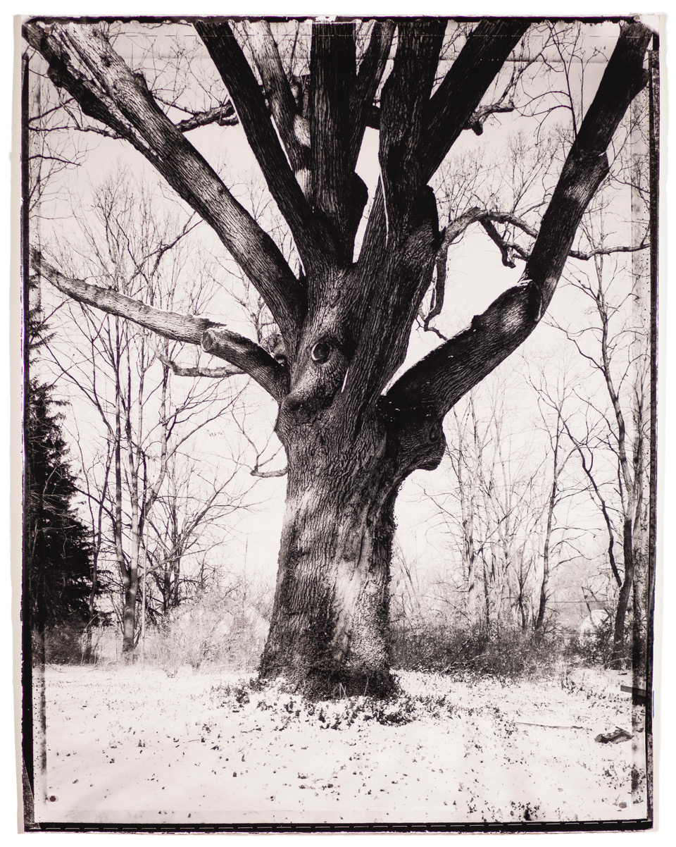 A black and white photo of a large oak tree.