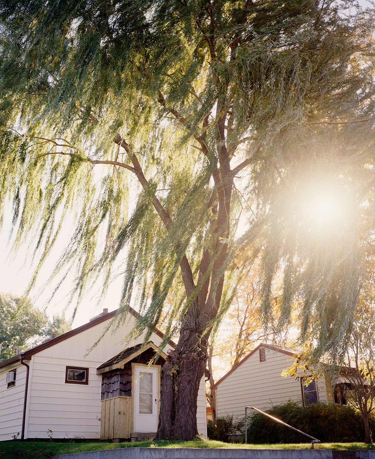 A large tree in front of a house, with the sun trying to peak through the leaves.