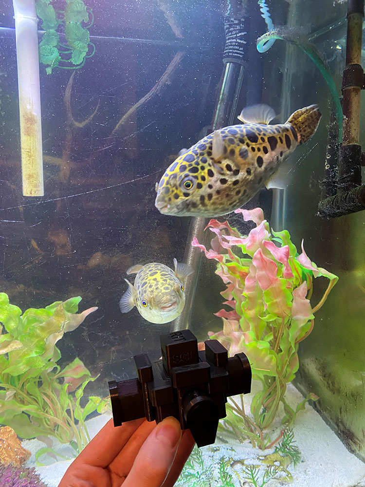 3D-printed part in front of two fish in an aquarium.