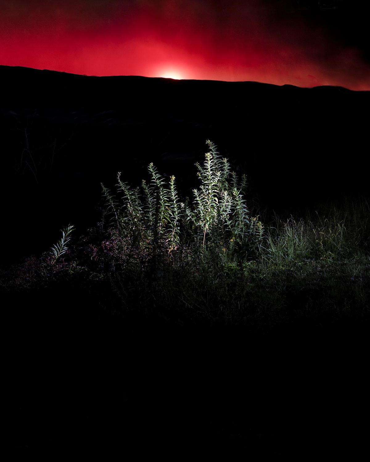 Plants highlighted in the night, amidst darkness and a red sky.