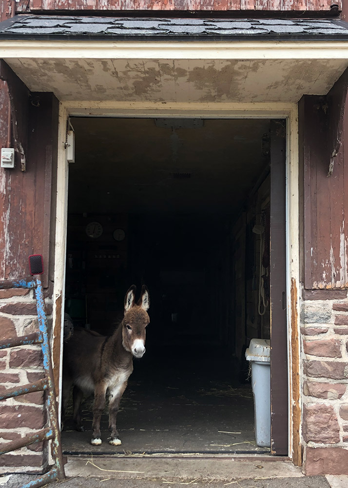 miniatrue donkey looking out door to barn.