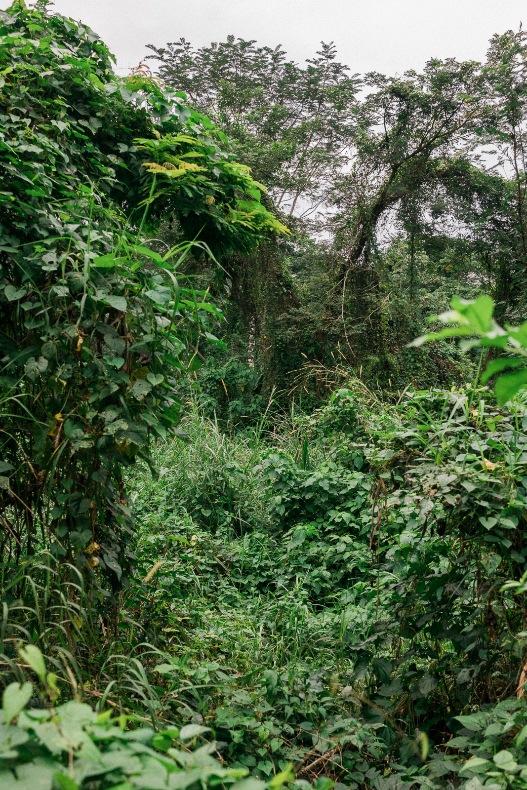 A detailed look at trees and other plantation in a forest.