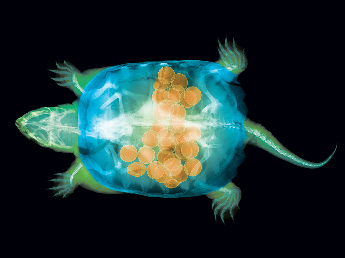 An X-ray image of a pregnant turtle