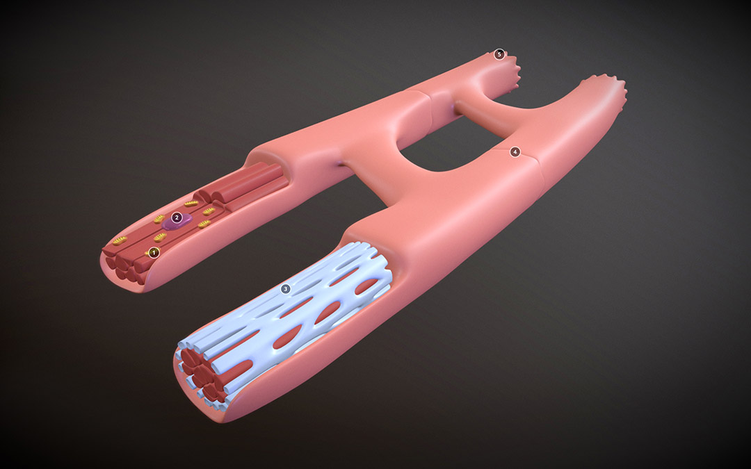 A 3D model of a human heart featuring two tubes, illustrating anatomical structures and connections in a detailed manner.