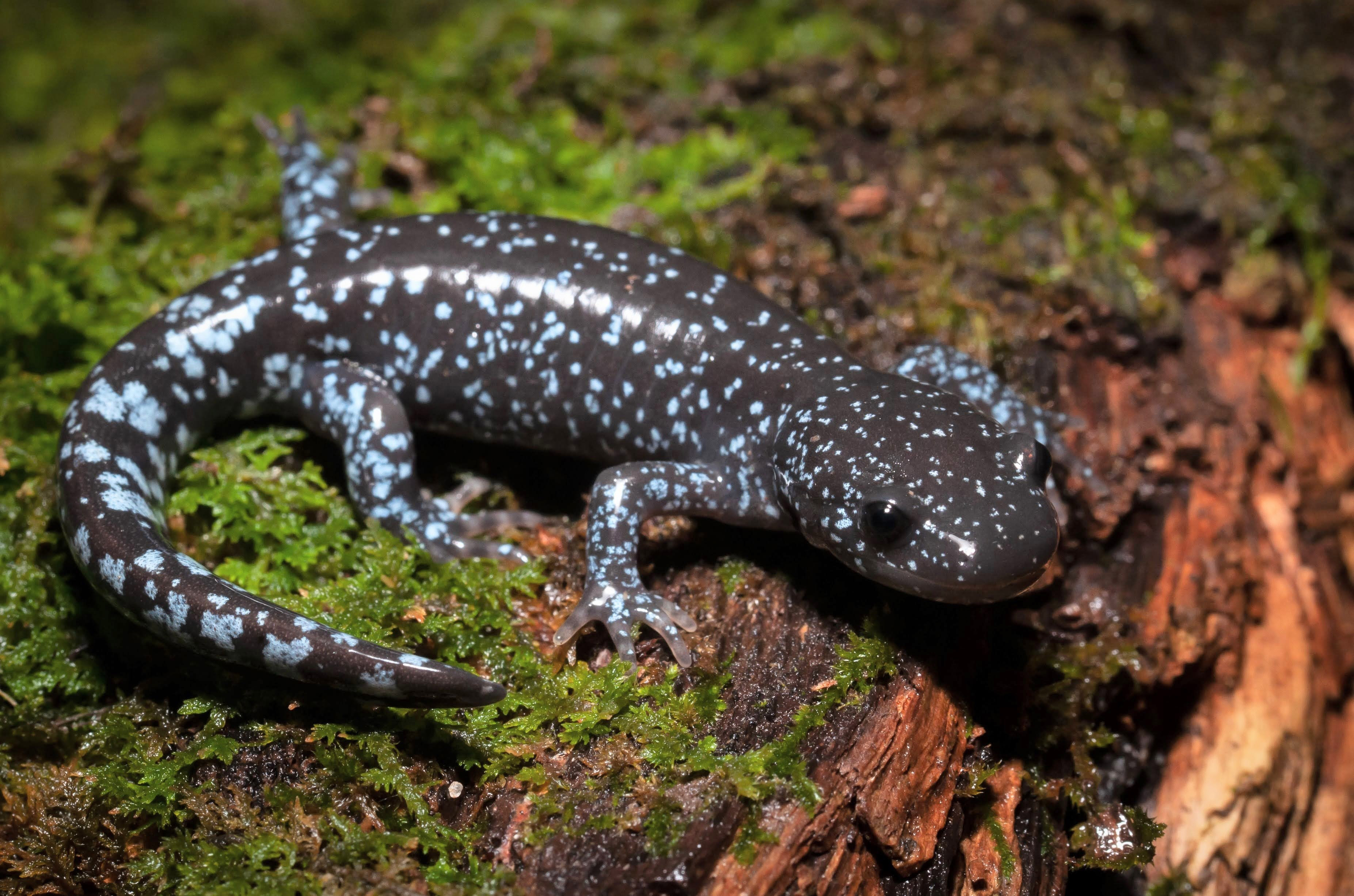 a black spotted salamander sits on a leaf