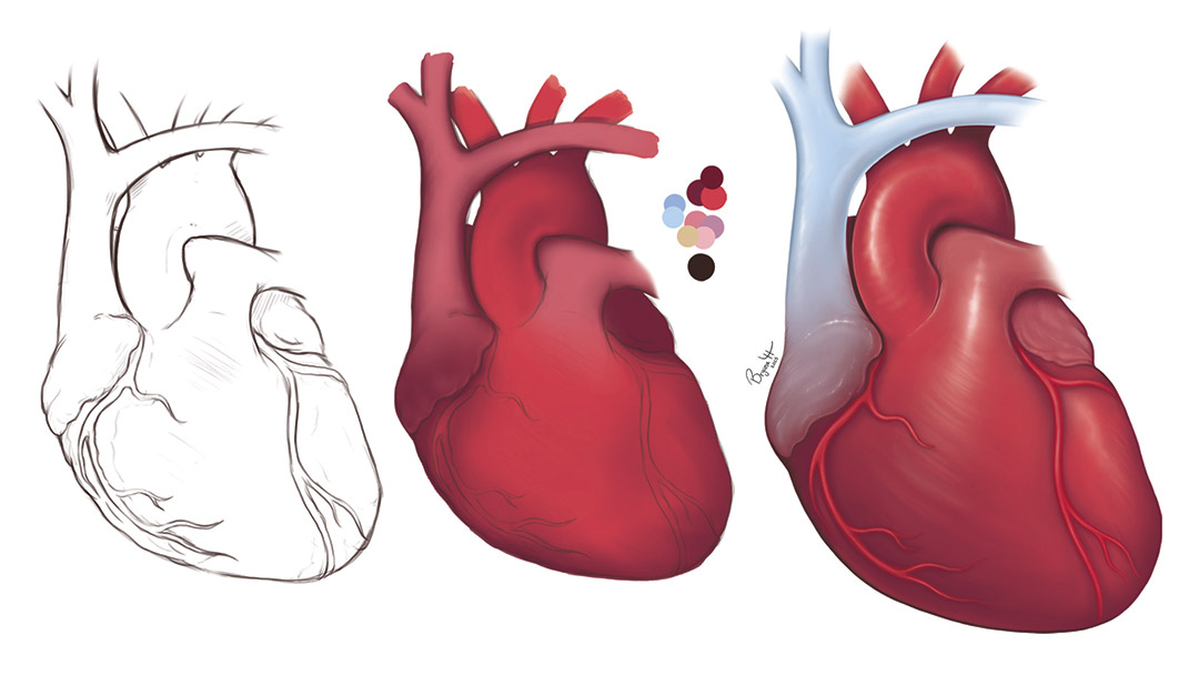 A colorful illustration of a human heart, showcasing various hues to represent different anatomical features.