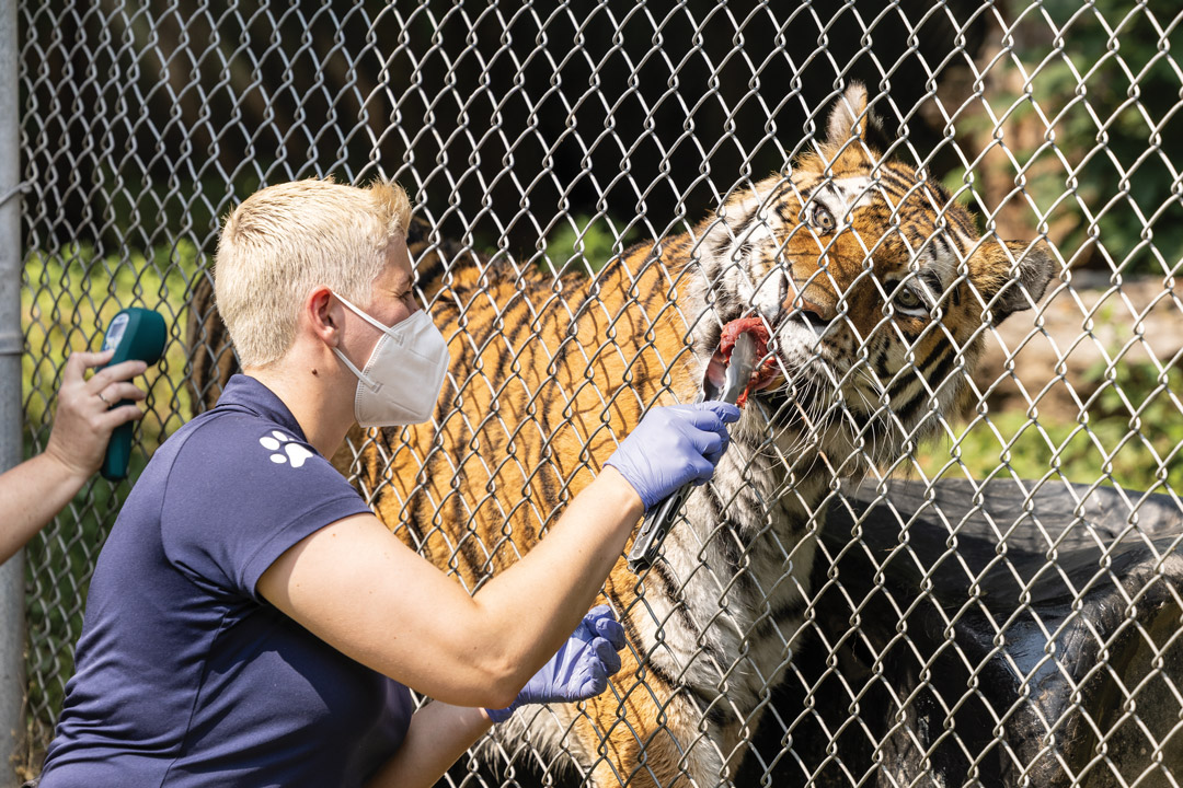 a woman feeds a tiger with tongs though the holes ina. cage at the zoo.