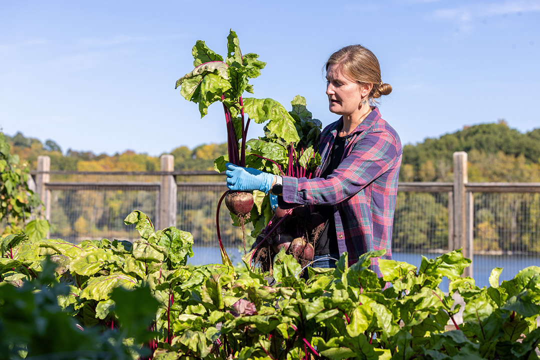 a person holds up a freshly picked beet.