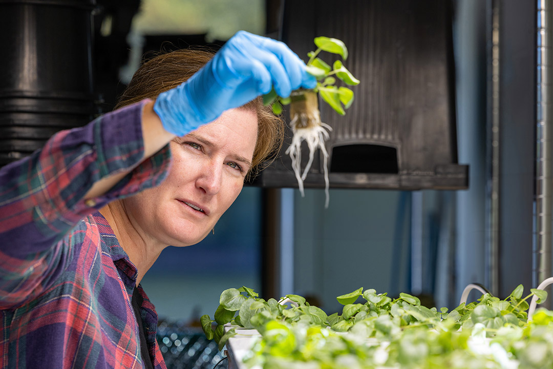 a person holds a clump of freshy picked watercress in a garden.