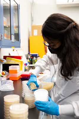 Bioprep Technician pouring stacks of Oatmeal Agar plates