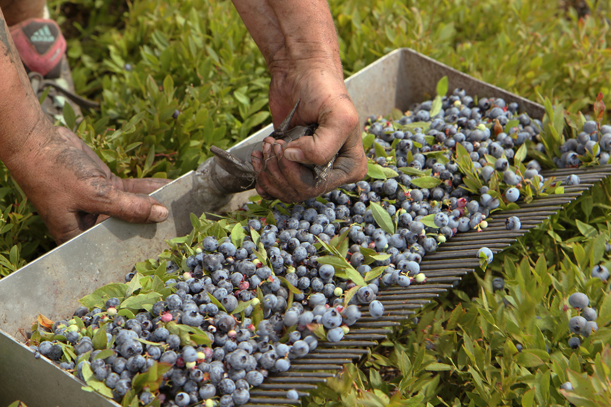 A detailed photo of someone mixing wild blueberries.