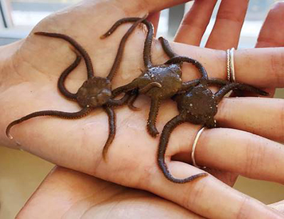 hand holding three brittle stars