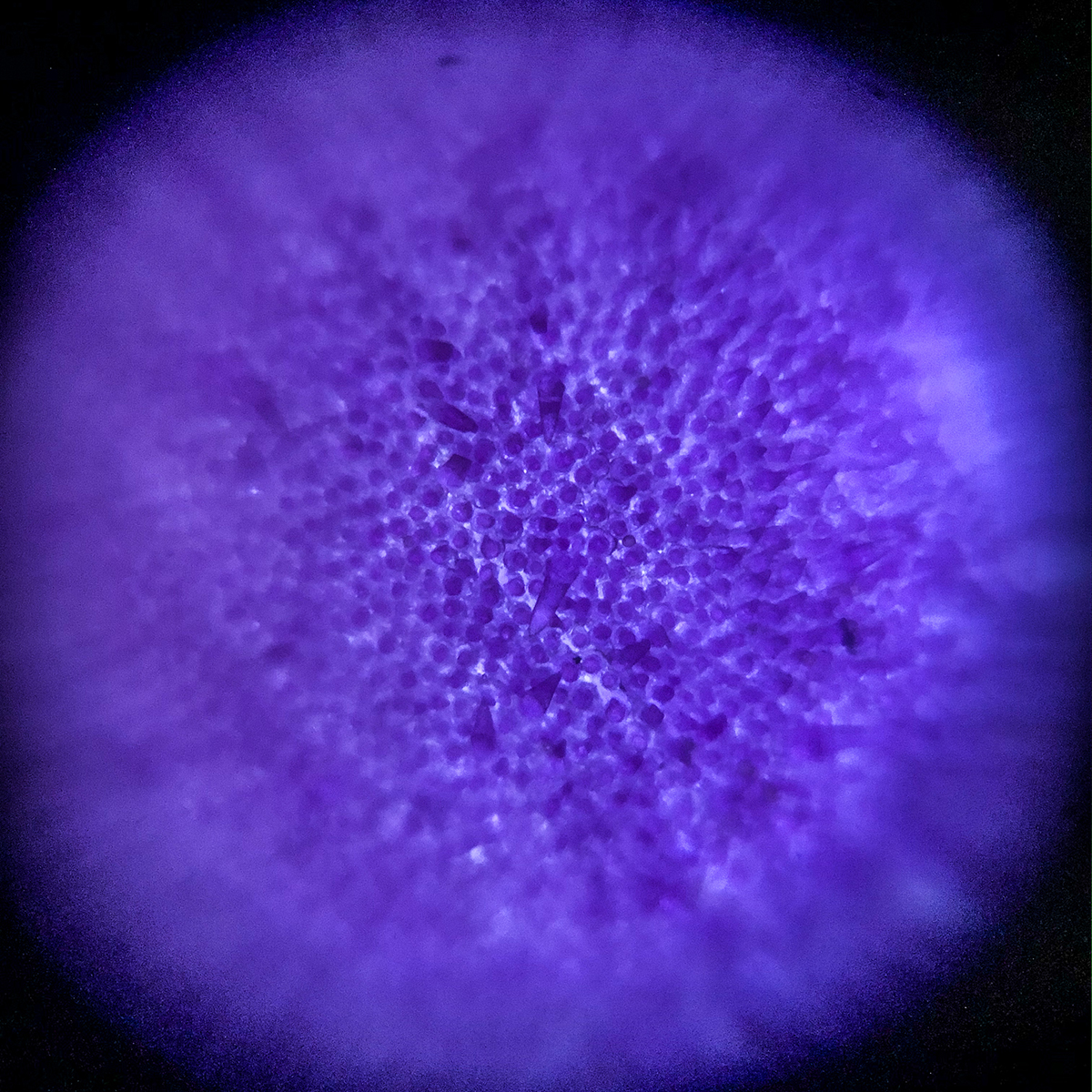 A purple magnified image created with a paper microscope.