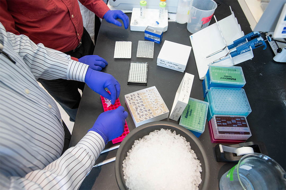 Overhead view of scientists wearing rubber gloves using pipette.