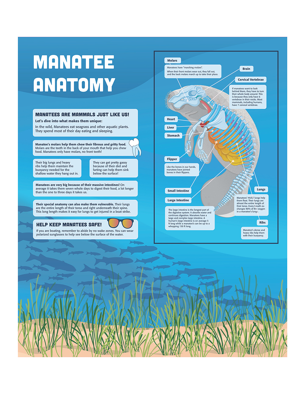 An illustration of a manatee along with informative text.