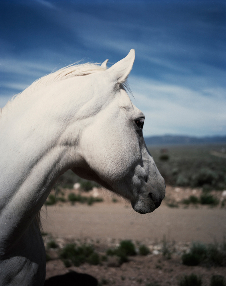 A side view of a white horse from the neck up.