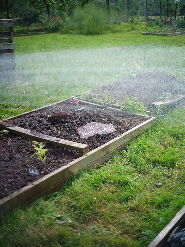 A garden with plants meant to aid photographic processes.