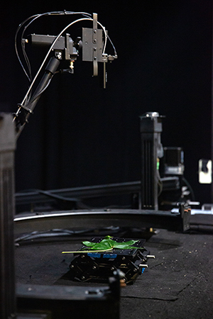 leaf sitting on goniometer