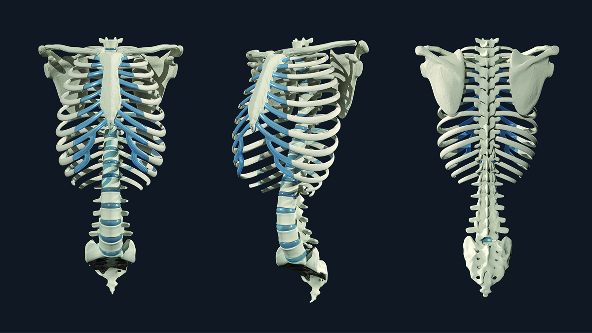 A skeletal model illustrated by Ashley Mastin.