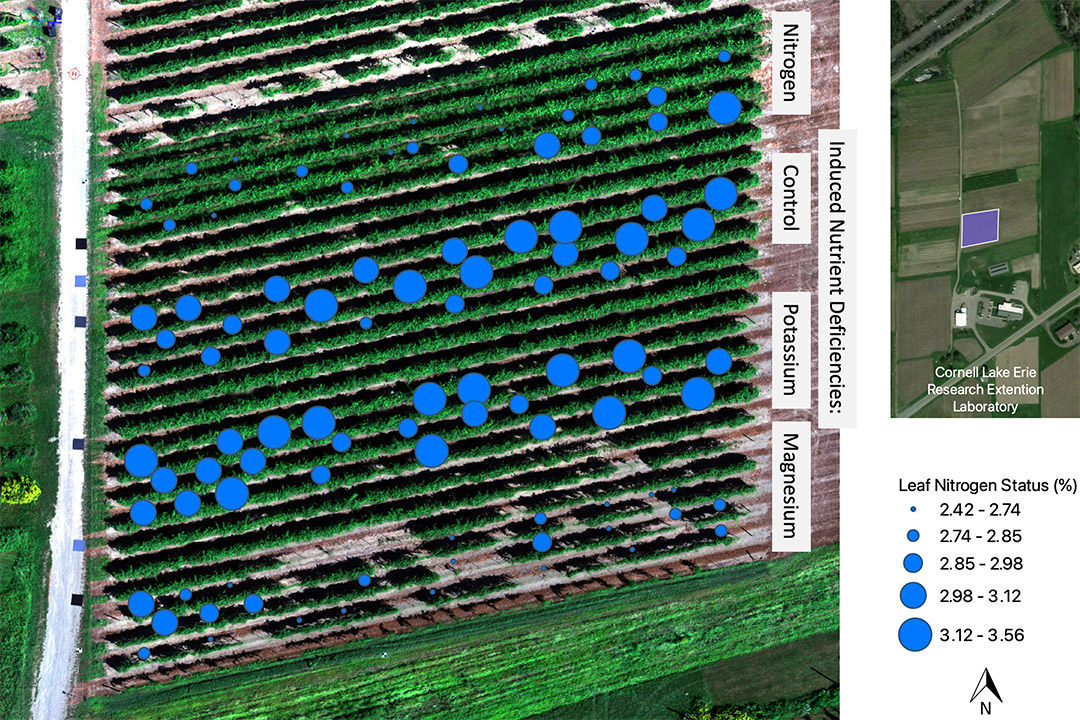 overhead view of field with blue dots of varying sizes indicating leaf nitrogen status.