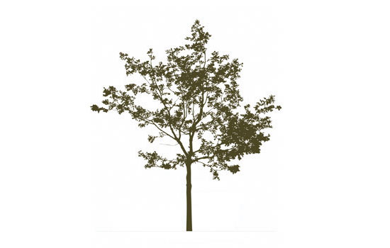 Picture of tree