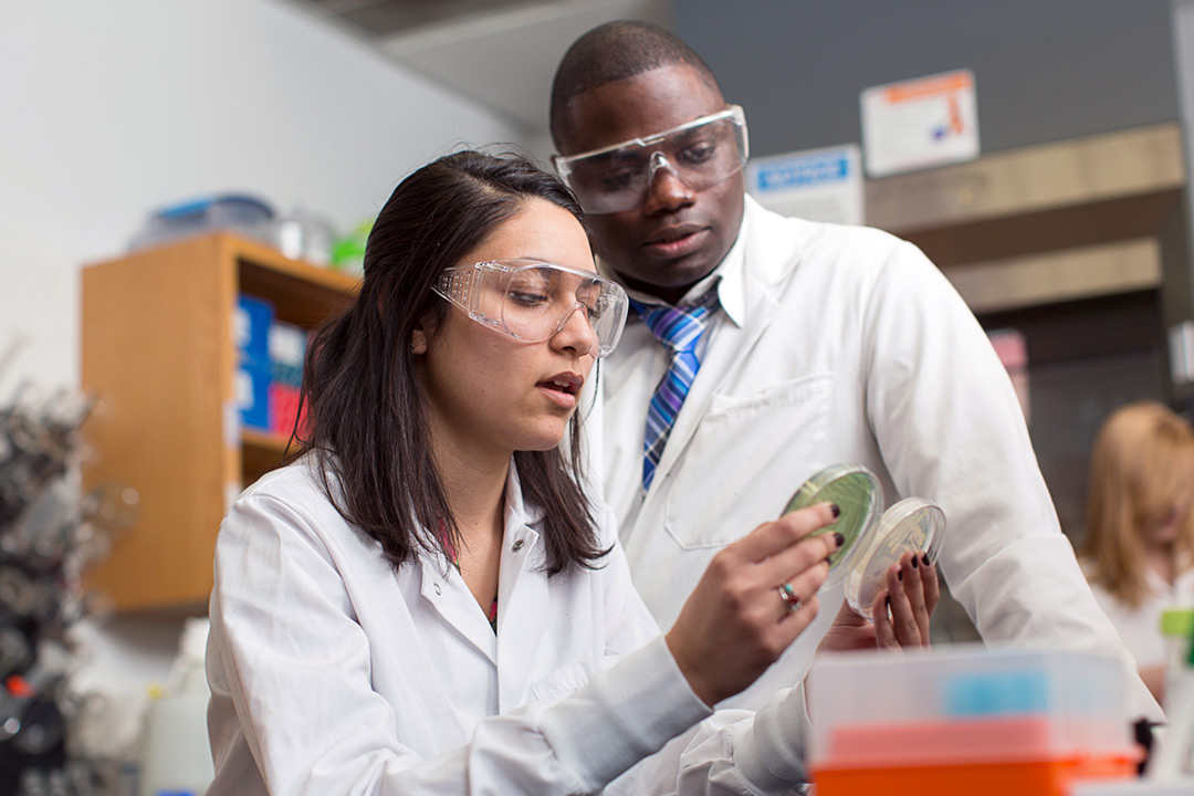 Woman and man in lab coats and goggles examine petri dishes with bacteria samples.