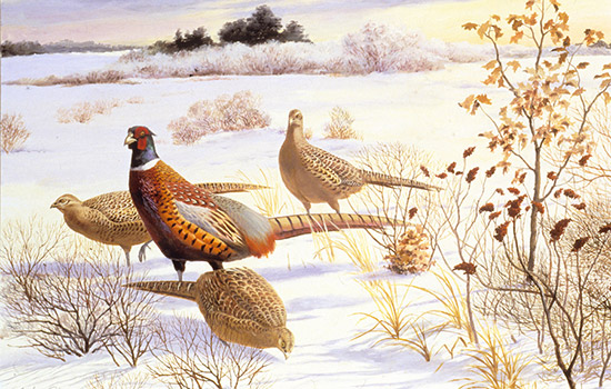 Illustration of Birds