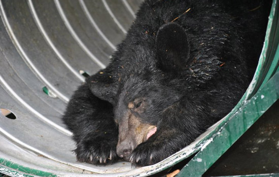 Black bear in tunnel.
