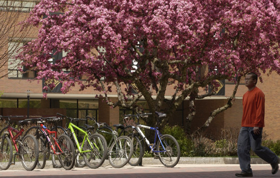 Person walking past bicycles