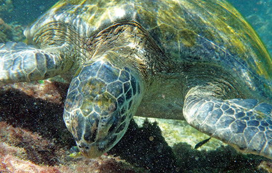 closeup of a sea turtle underwater.